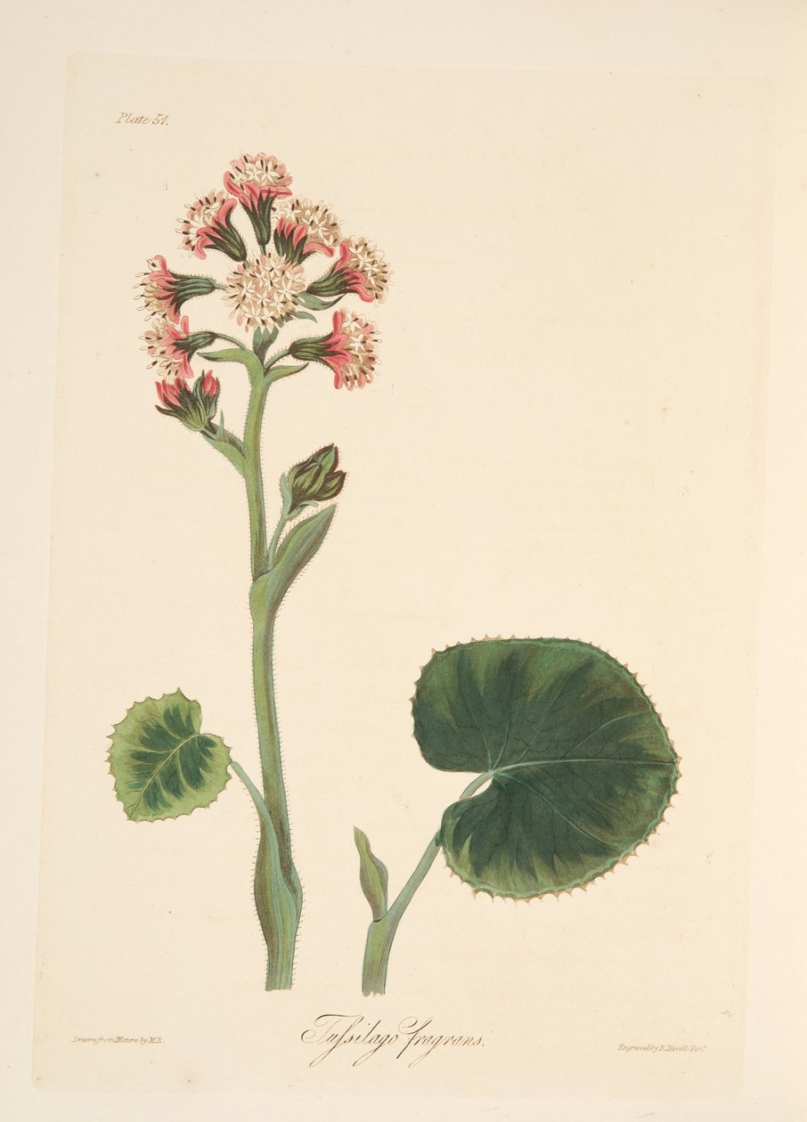 Zimní heliotrop, z Květinové ilustrace ročních období, hospoda. 1829 (ručně kolorovaná rytina) od Margaret Roscoe