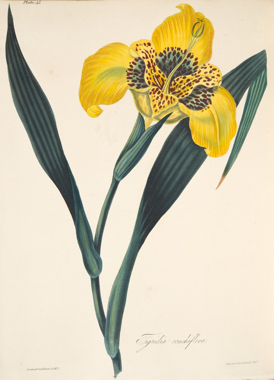 Žluté květy Tigridia, z Květinové ilustrace ročních období, hospoda. 1829 (ručně kolorovaná rytina) od Margaret Roscoe