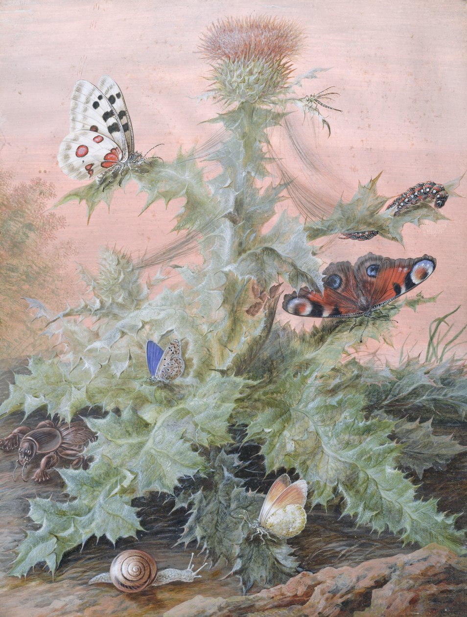 Hmyz kolem bodláku, 1700 od Margaretha Barbara Dietzsch