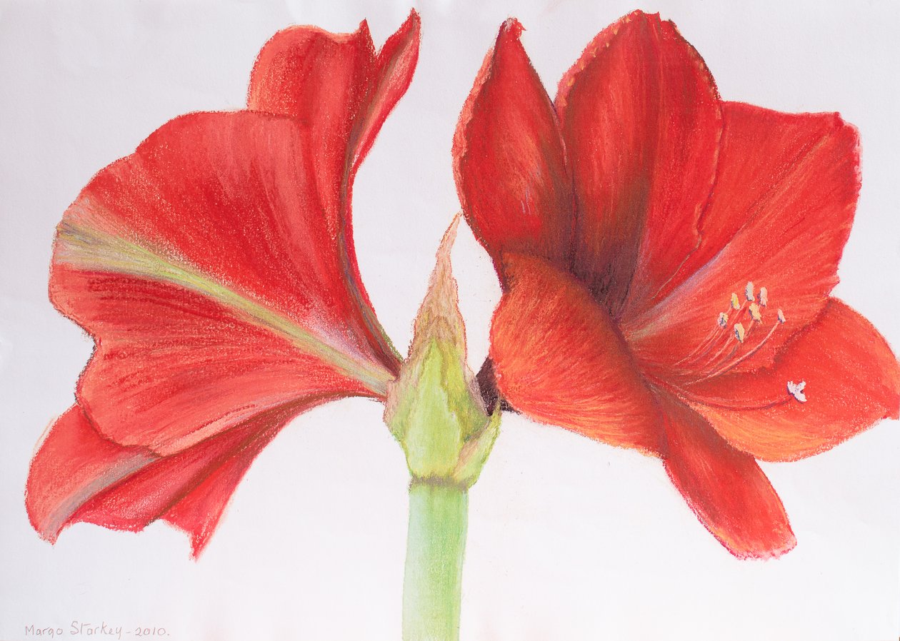 Amaryllis, 2015 (pastel) od Margo Starkey