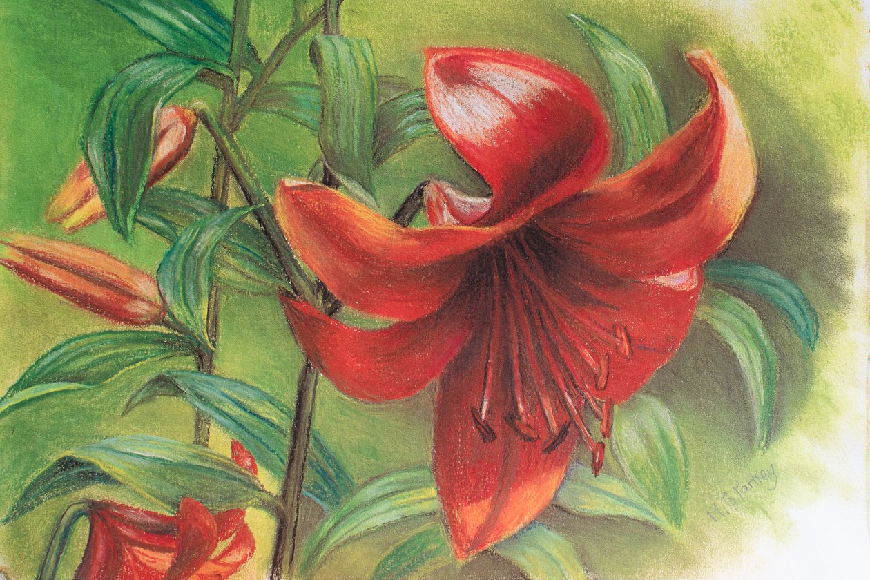Lilium, 2017 (pastel) od Margo Starkey