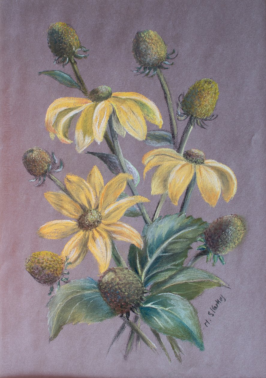 Rudbeckia, 2014 (pastel) od Margo Starkey