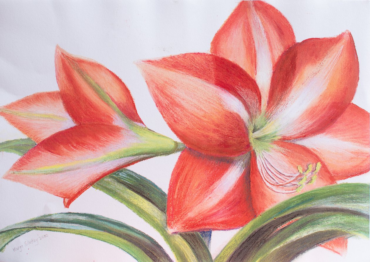 Lily pestrá, 2016 (pastel) od Margo Starkey