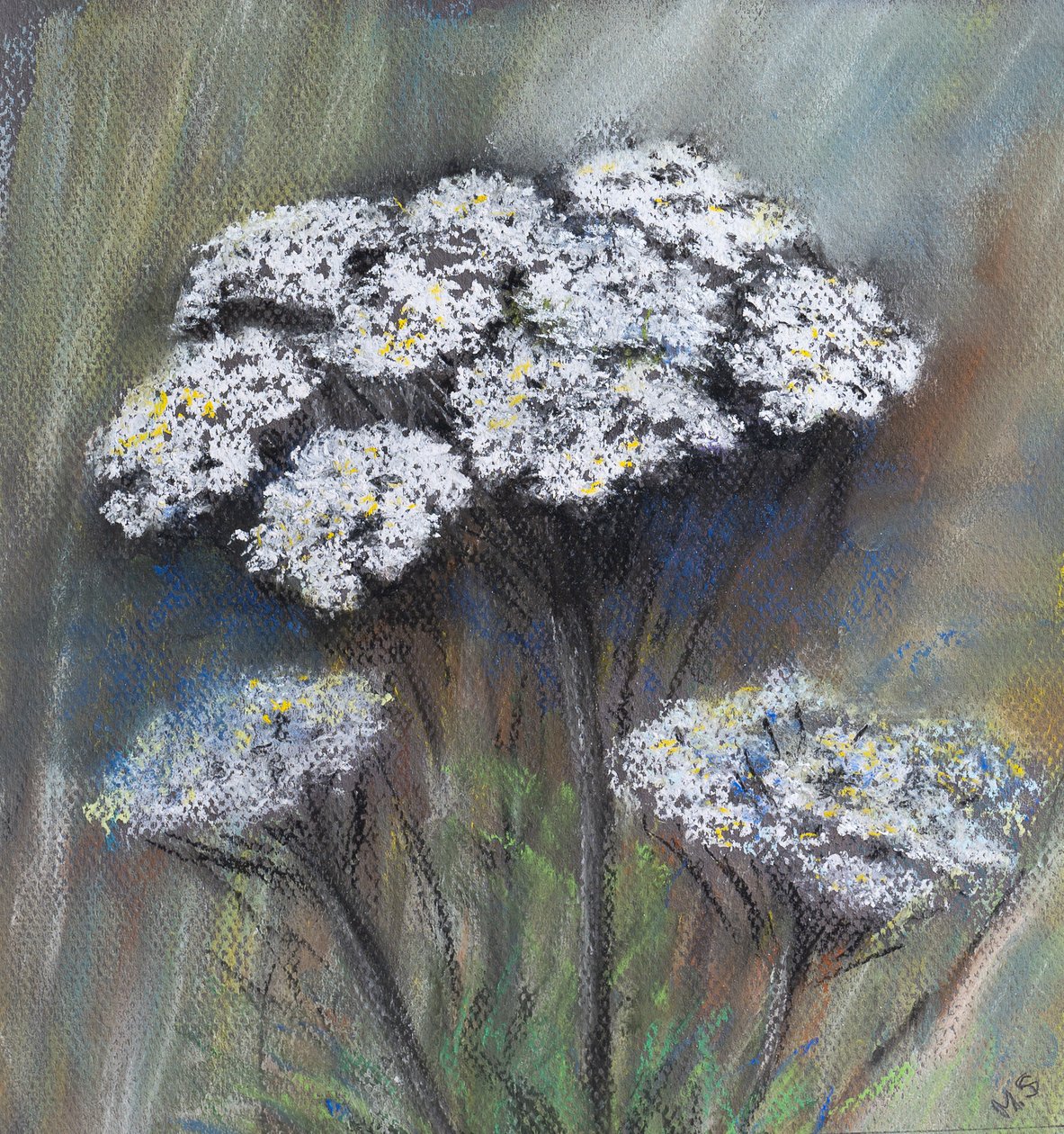 Kravská petržel (Anthriscus Sylvestris), 2021 (pastel) od Margo Starkey