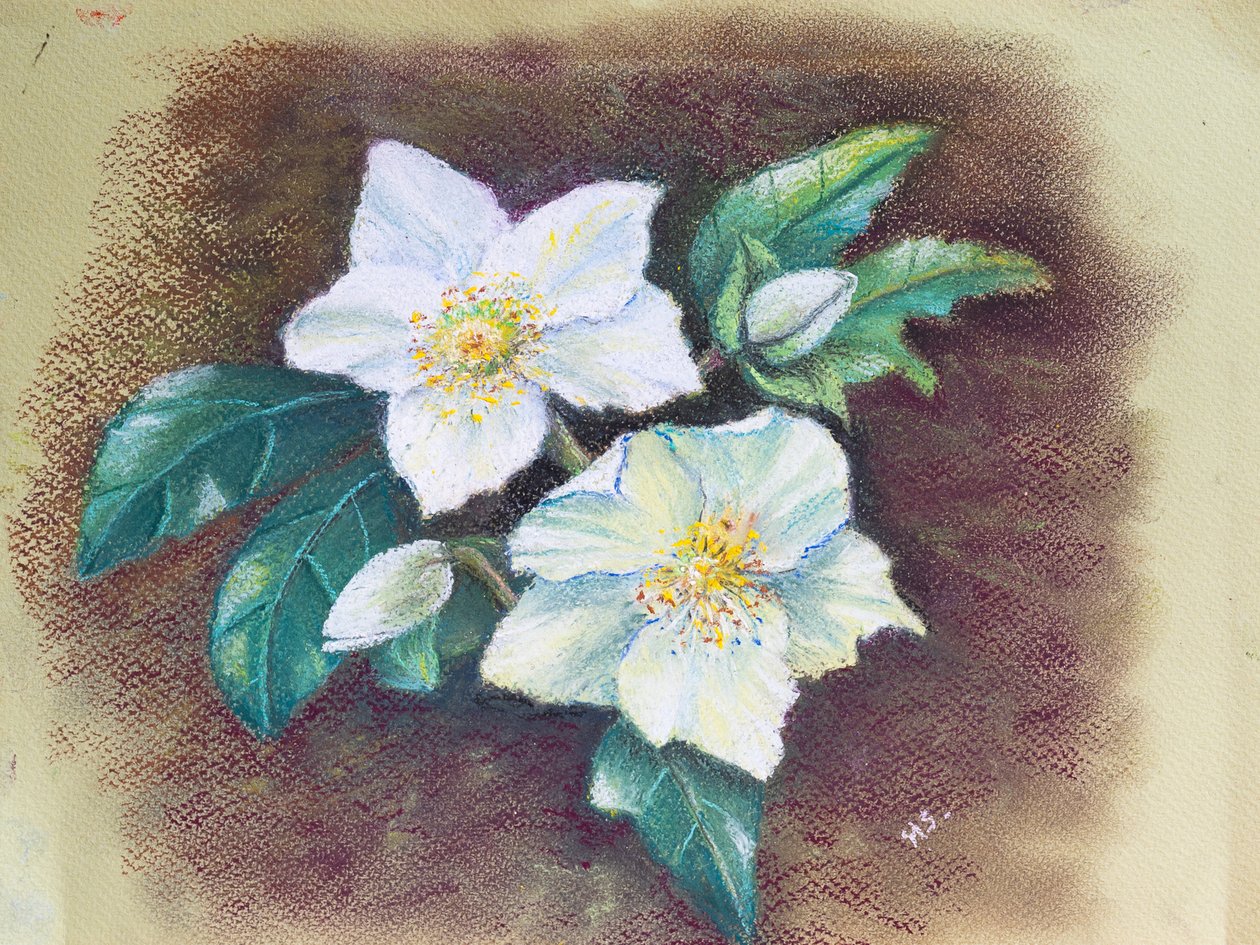 Helleborus, 2020 (pastel) od Margo Starkey