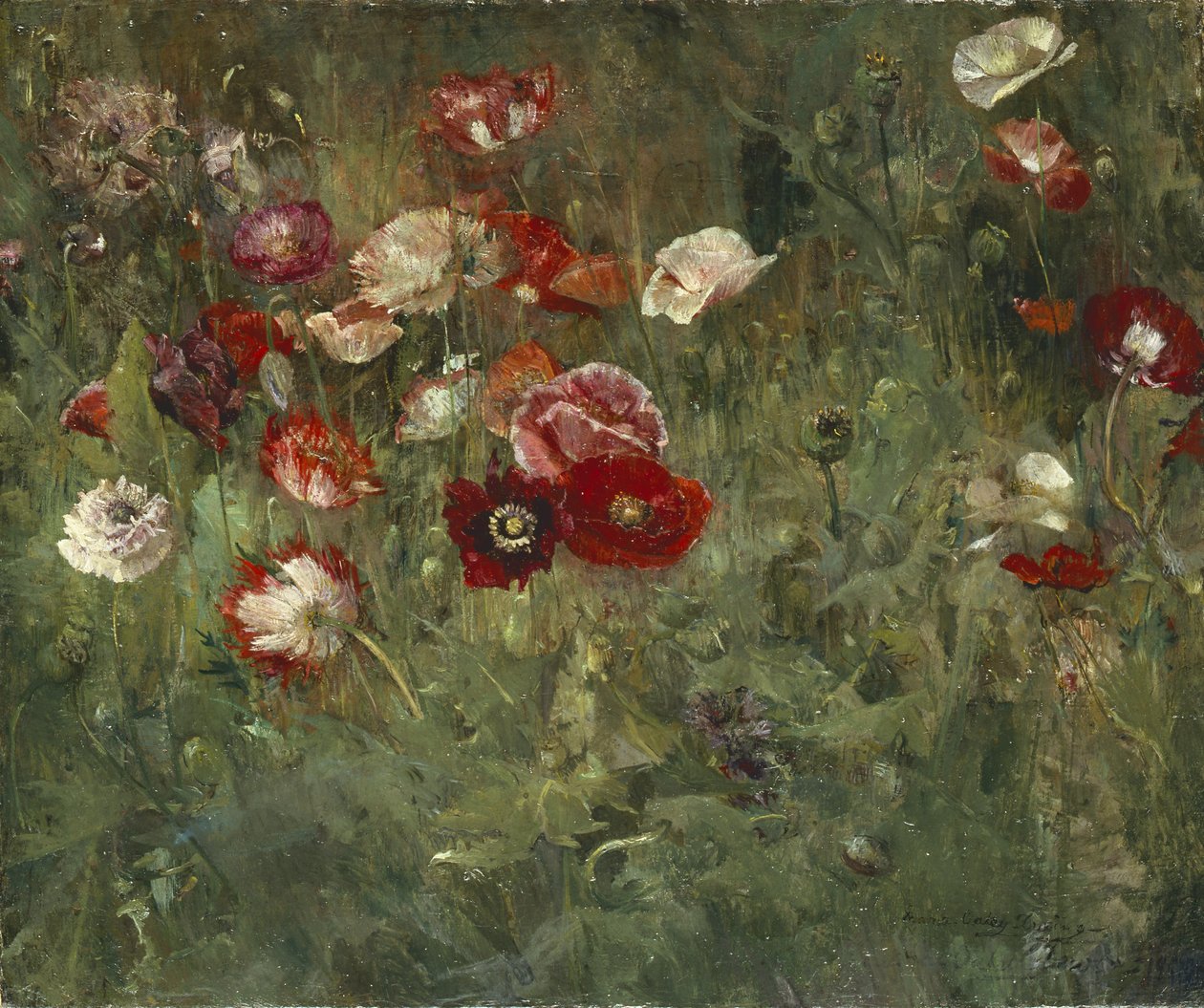 Záhon máků, 1909 od Maria Oakey Dewing