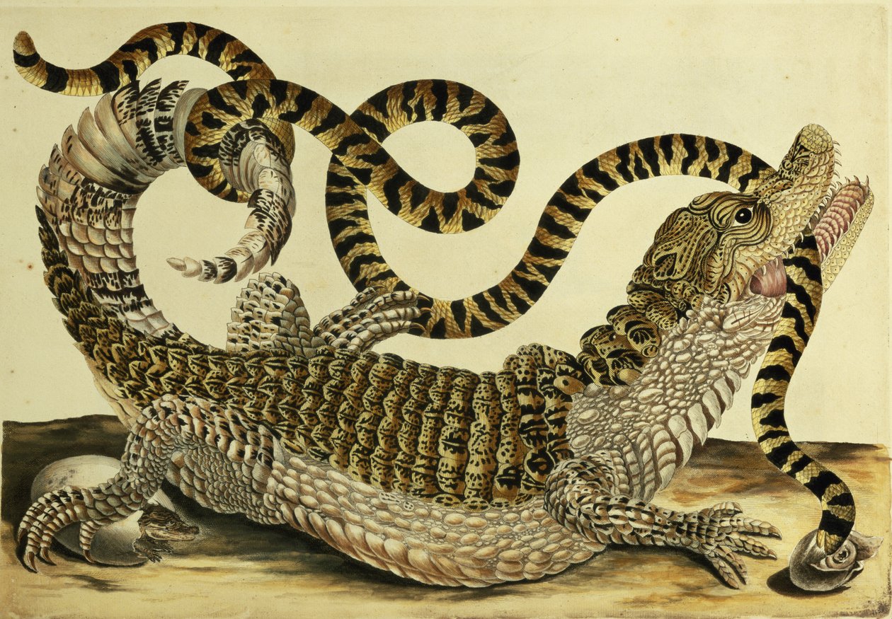 Aligátor a had, 1730 od Maria Sibylla Merian