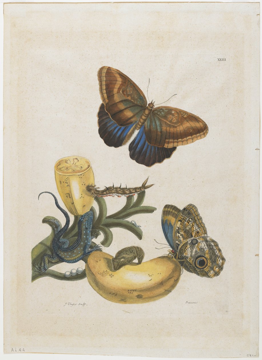 Bananas and Blue Lizard, 1705-71 (ručně kolorovaný lept a rytina) od Maria Sibylla Merian