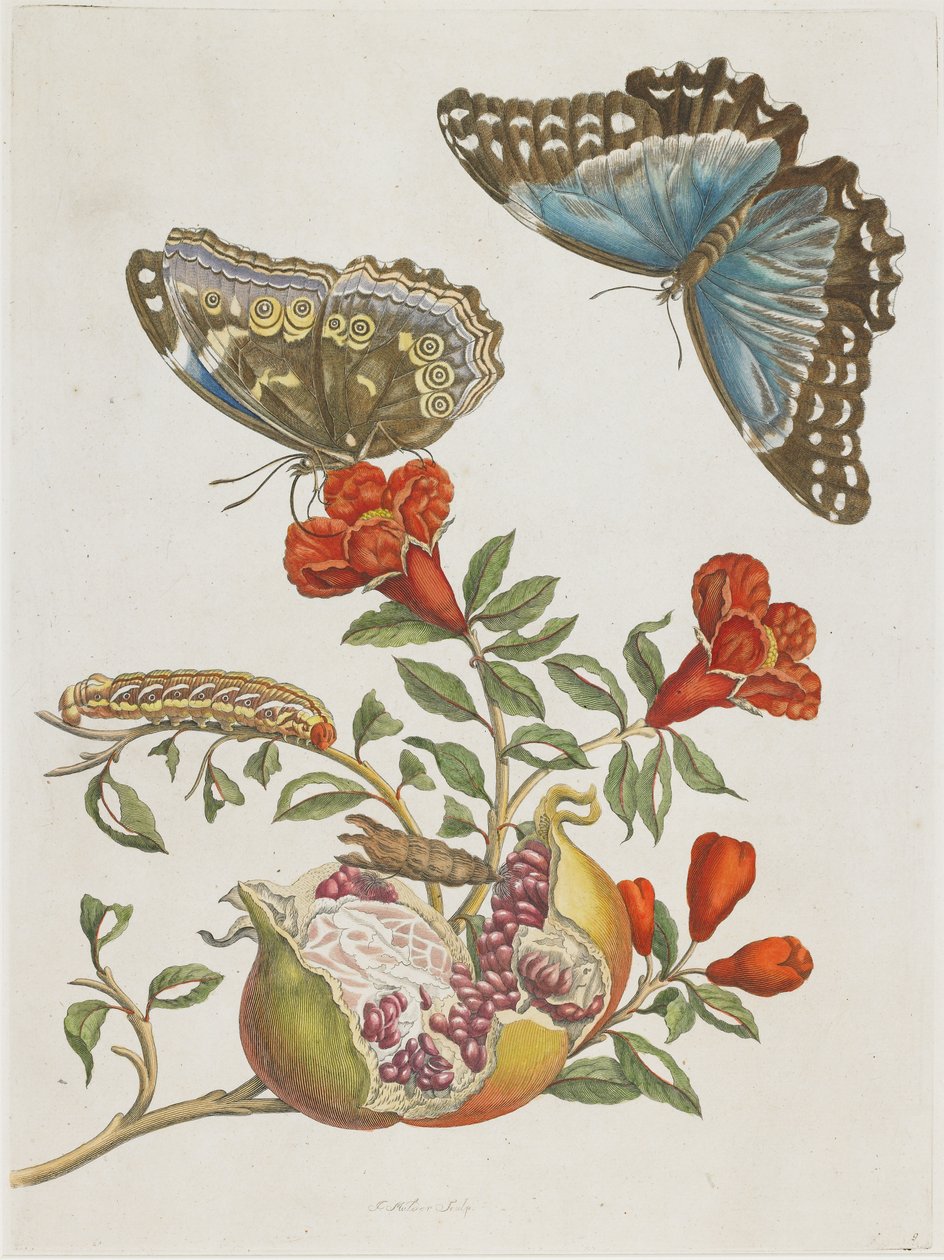 Modří motýli a granátové jablko, 1705-1771 od Maria Sibylla Merian