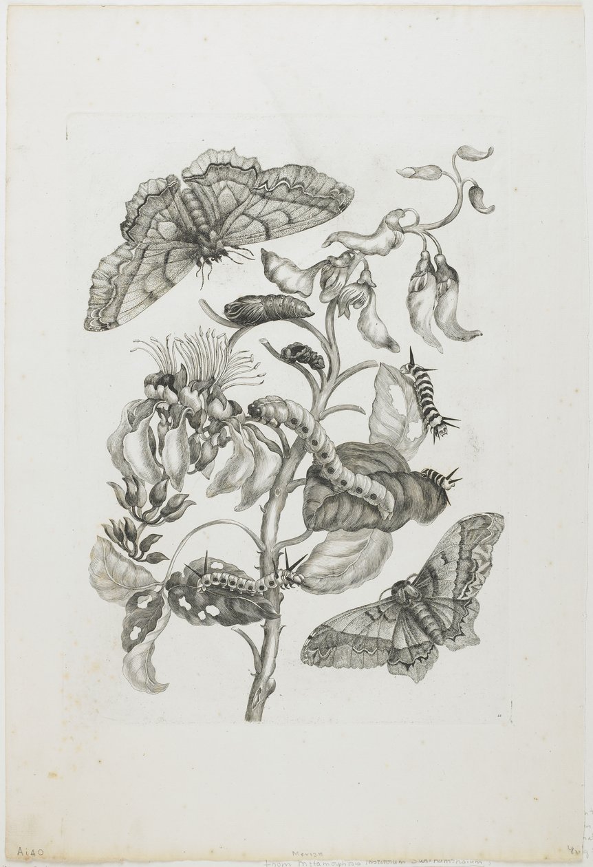 Housenky, motýli a květiny, 1705-71 (lept a rytina) od Maria Sibylla Merian