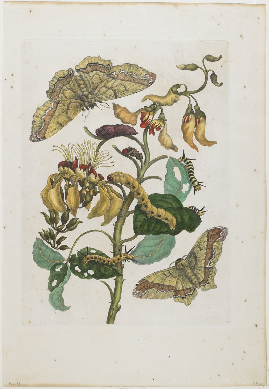 Housenky, motýli a květina, 1705-71 (ručně kolorovaný lept a rytina) od Maria Sibylla Merian