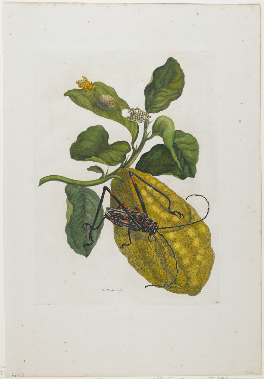 Citrus Fruit and Beetle, 1705-71 (ručně kolorovaný lept a rytina) od Maria Sibylla Merian
