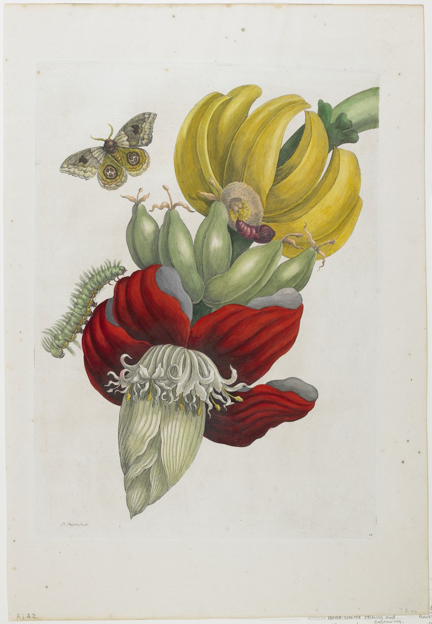 Květenství banánu, 1705 (ručně kolorovaný lept a rytina) od Maria Sibylla Merian