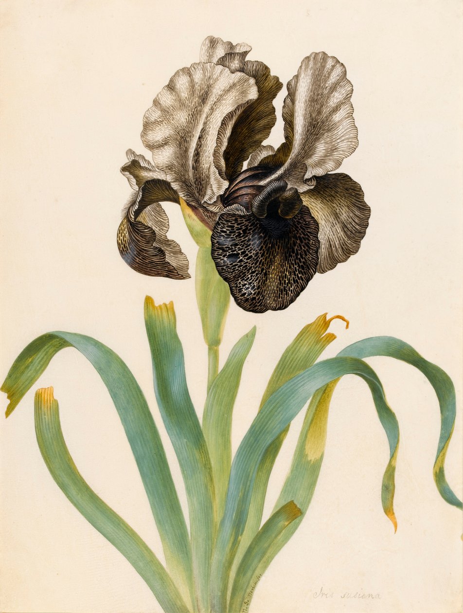 Iris Susiana (wc na pergamenu) od Maria Sibylla Merian