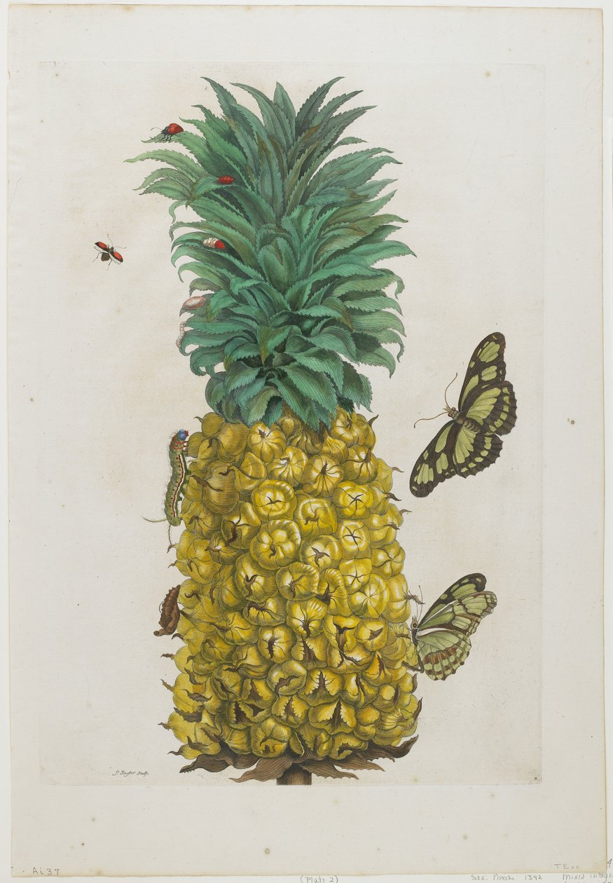 Zralý ananas s motýly, 1705-71 (ručně kolorovaný lept a rytina) od Maria Sibylla Merian