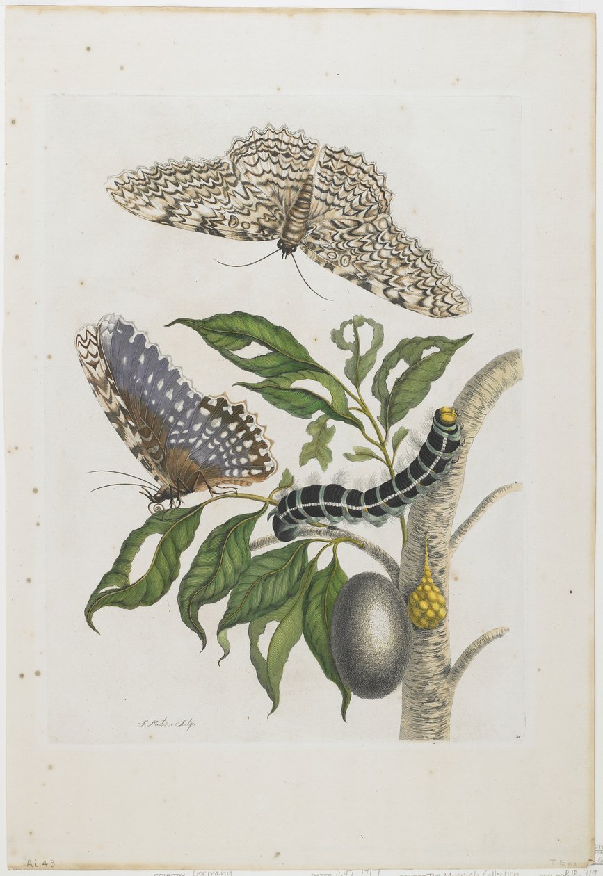 Moths, Caterpillars, and Foliage, 1705-71 (ručně kolorovaný lept a rytina) od Maria Sibylla Merian