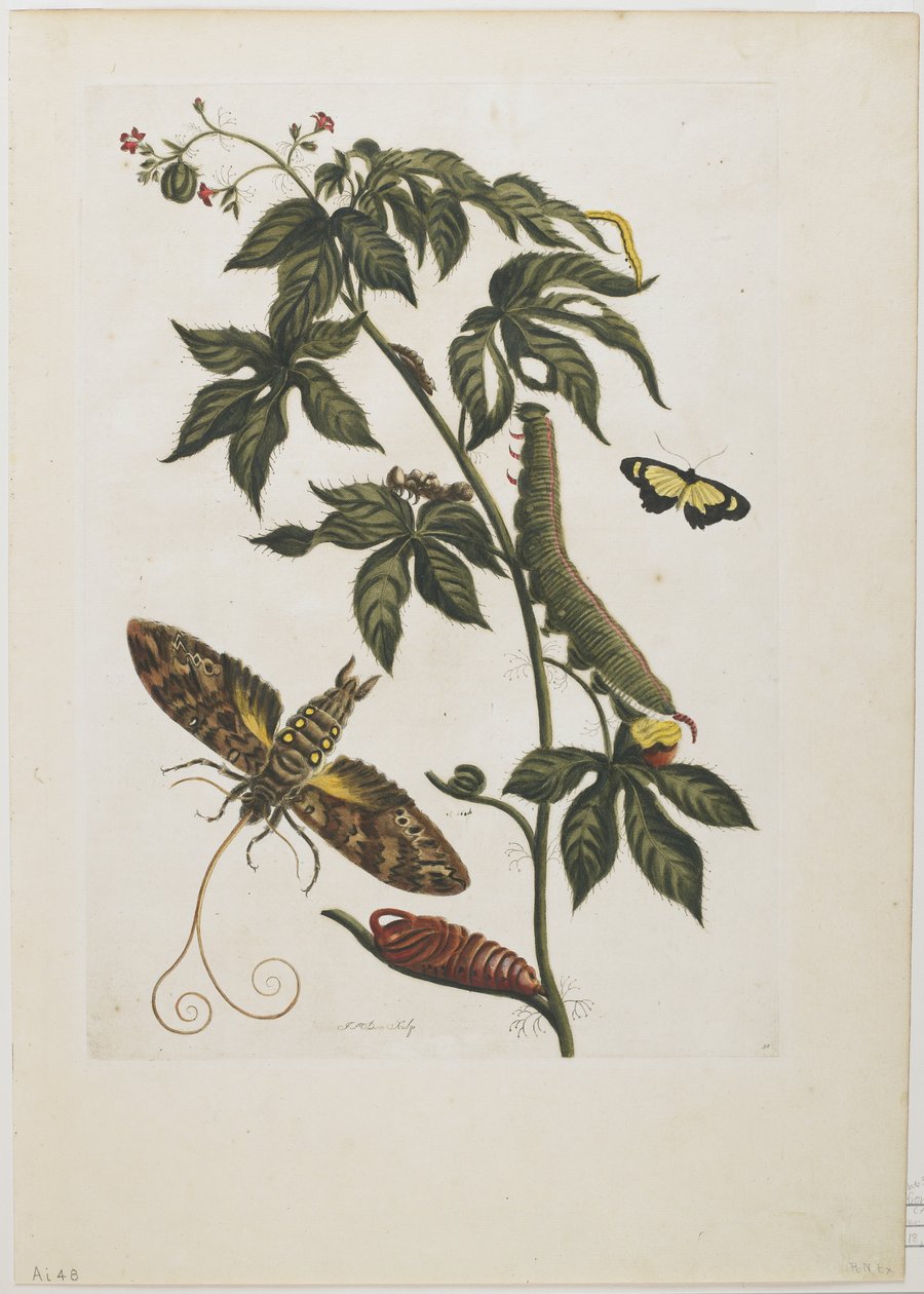 Sfinx Moth, larva, kukla a květ, 1705-71 (ručně kolorovaný lept a rytina) od Maria Sibylla Merian