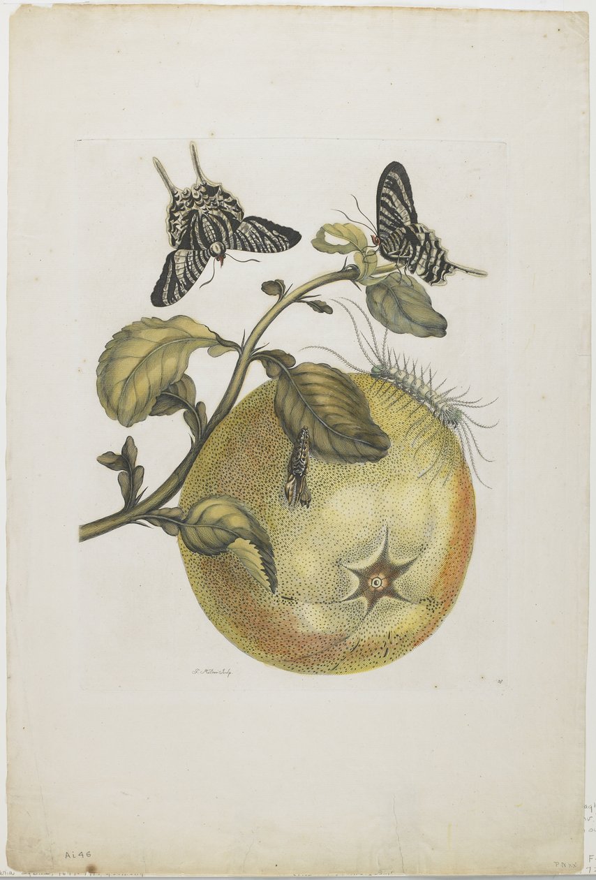 Vlaštovičník a velký žlutý plod, 1705-71 (ručně kolorovaný lept a rytina) od Maria Sibylla Merian