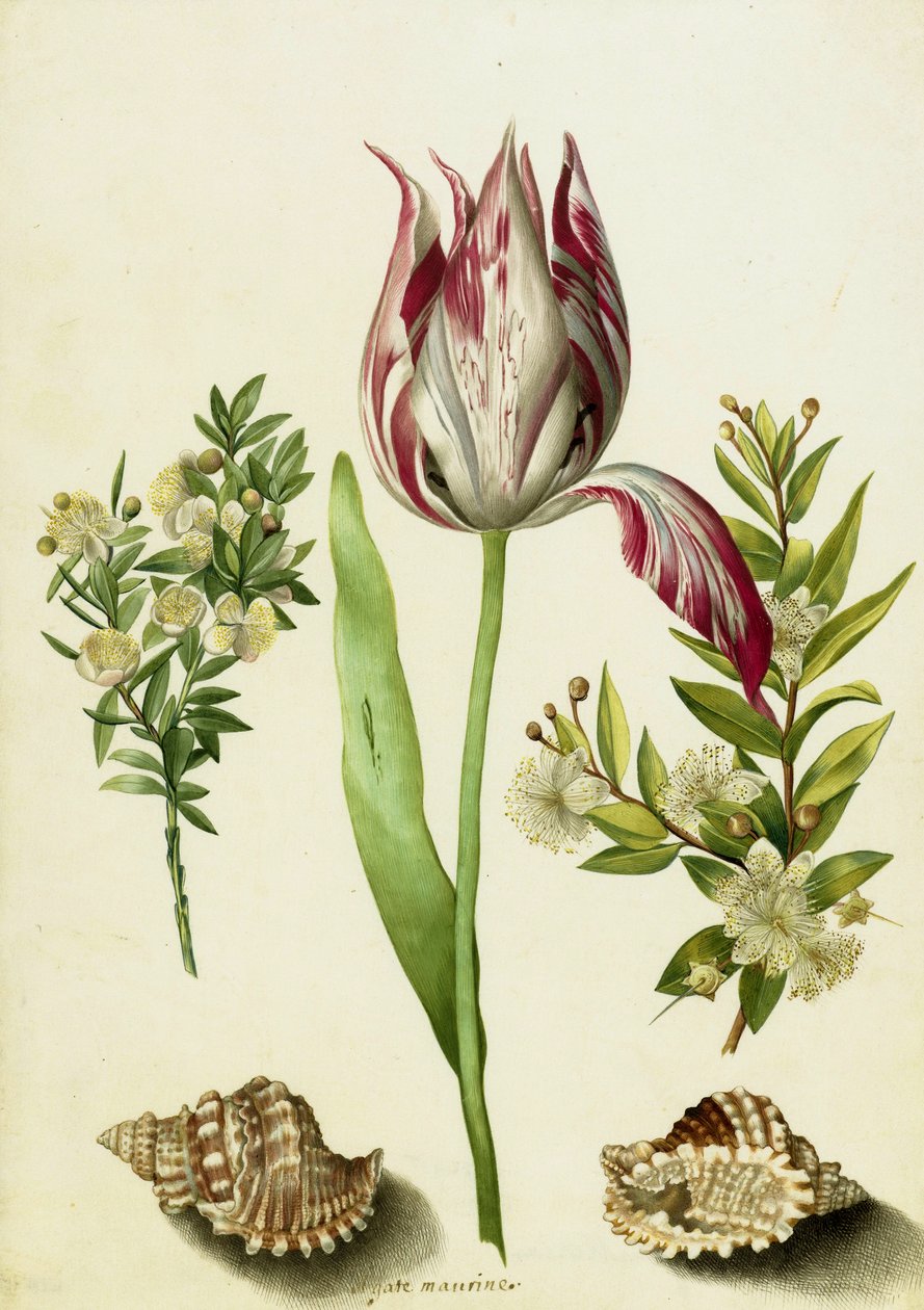 Tulipán, dvě větve myrty a dvě lastury, cca 1700 (štětec na pergamenu) od Maria Sibylla Merian