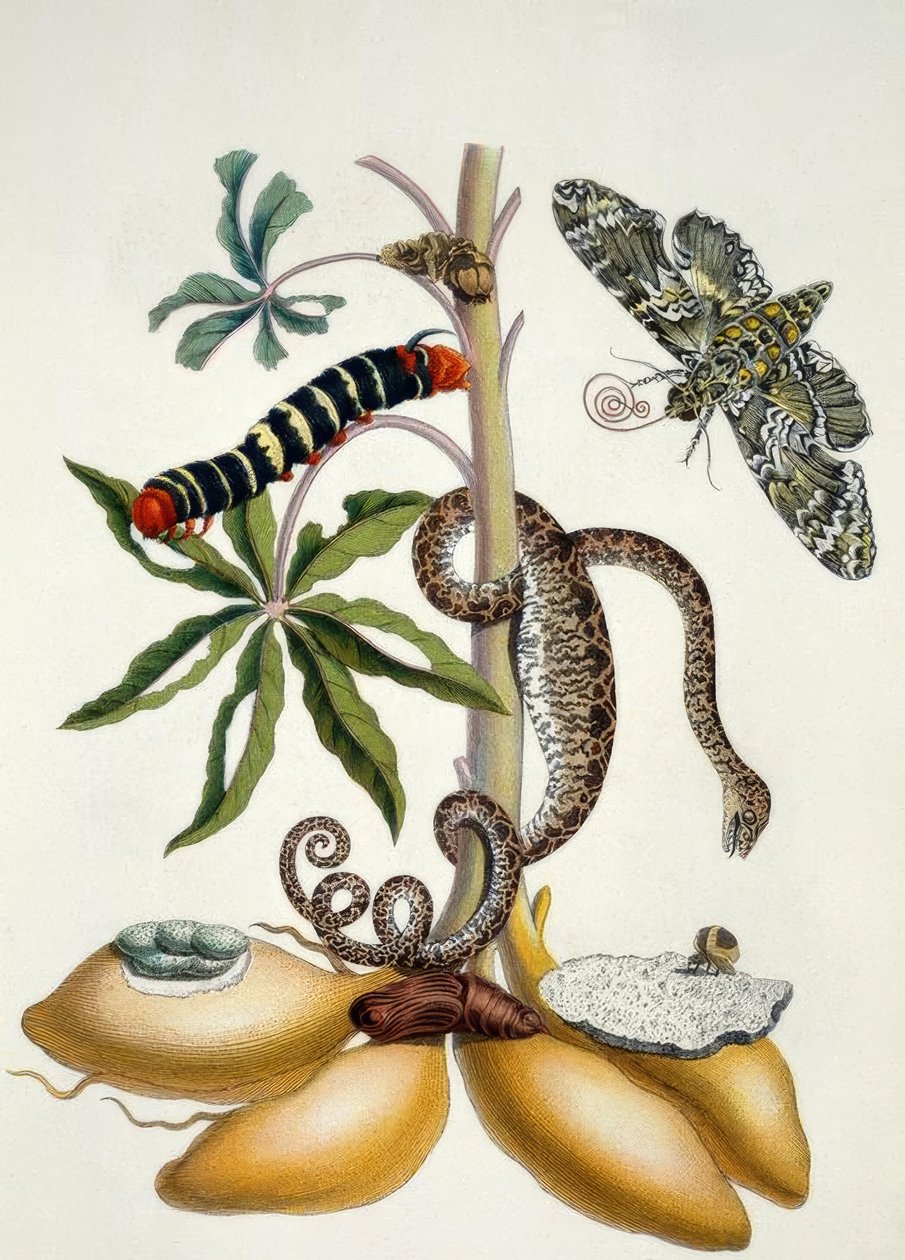 Maniok / M.S.Merian od Maria Sibylla Merian