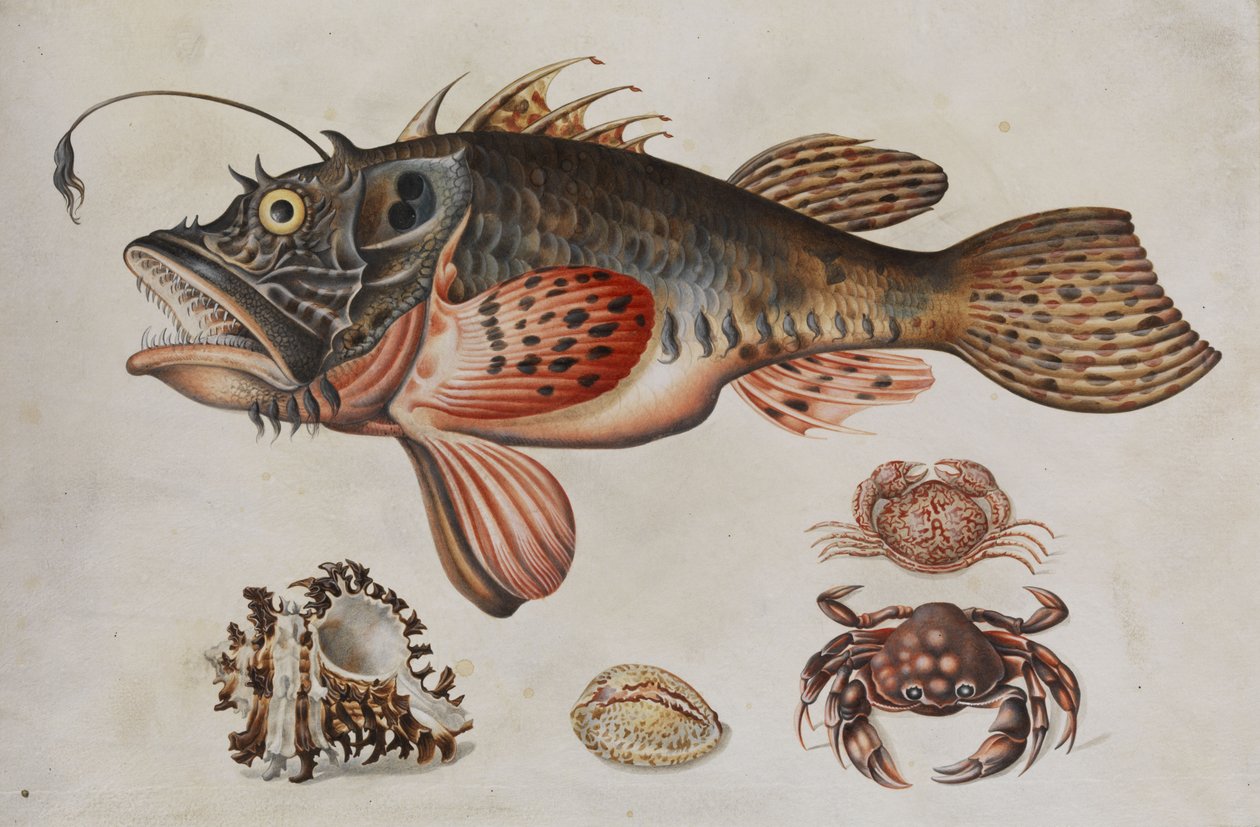 Hlubinné ryby, kraby a mořští šneci. od Maria Sibylla Merian