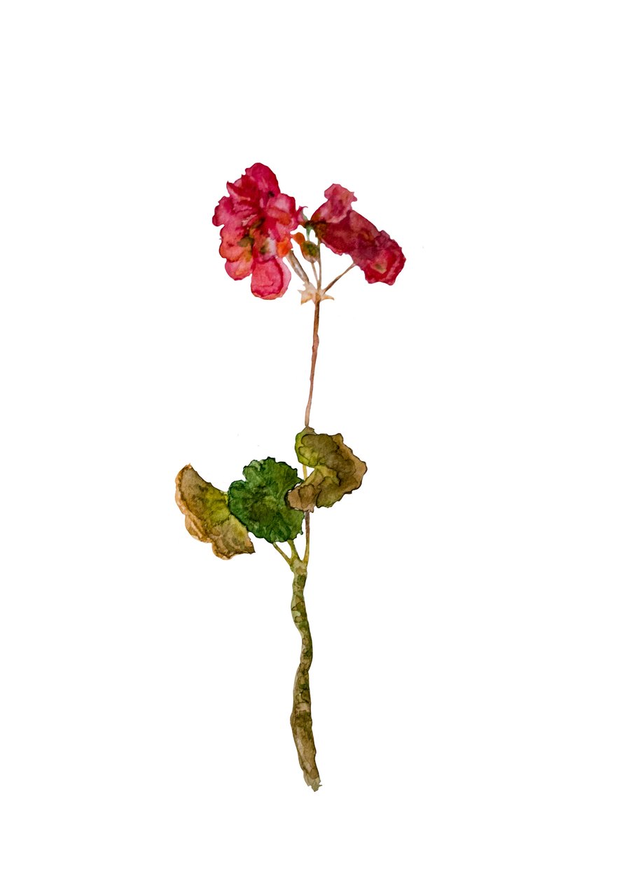 Geranium, 2018 od Maria Basea