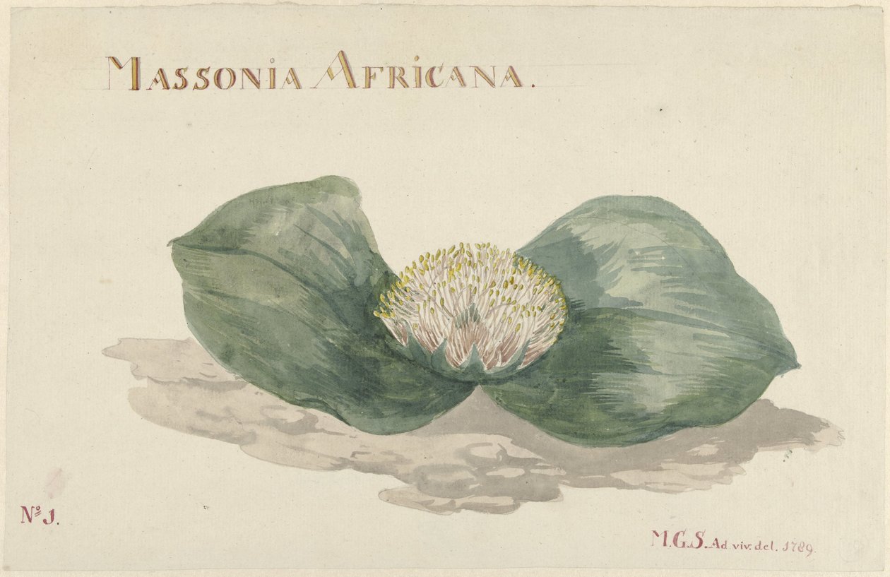 Bloem Massonia Africana MASSONIA AFRICANA (název na objektu) od Maria Geertruida Barbiers Snabilié