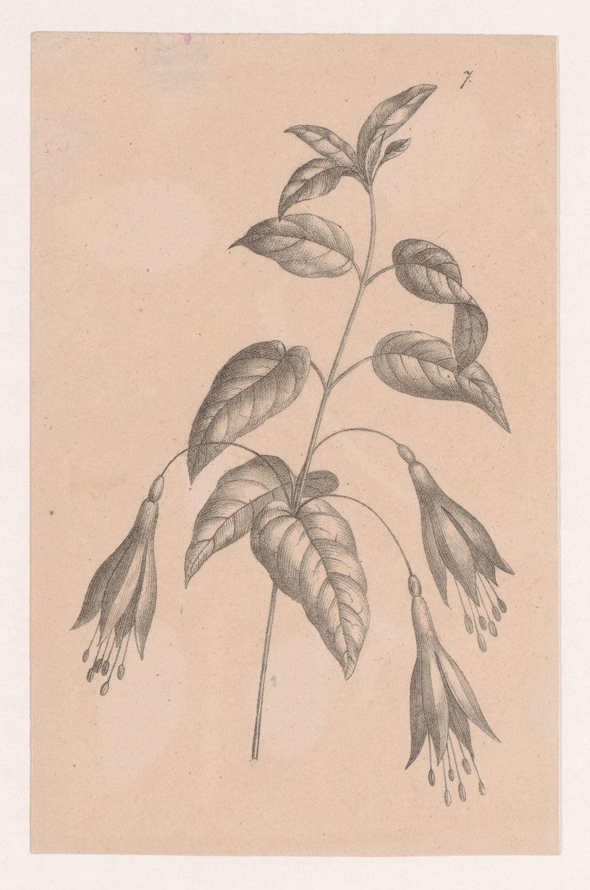 Větev s květinami od Maria Geertruida de Goeje Barbiers (attributed to)