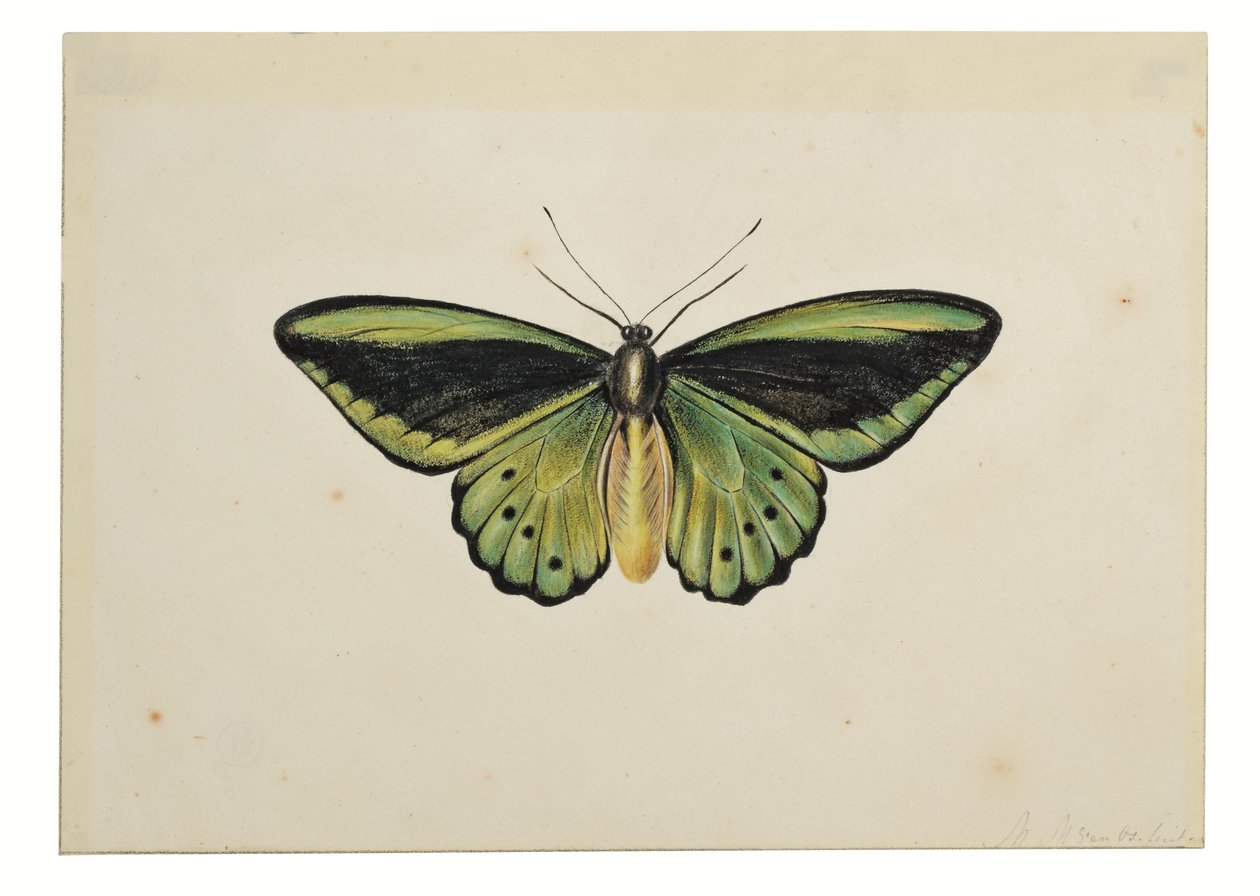Motýl, Zelenáček obecný (Ornithoptera priamus) od Maria Margaretha van Os