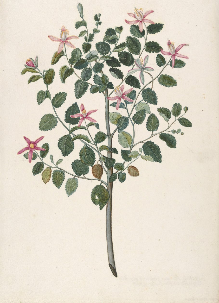 Studie rostliny s červenofialovými květy Sebastiana africana purpurea, 1695. od Maria Monninckx