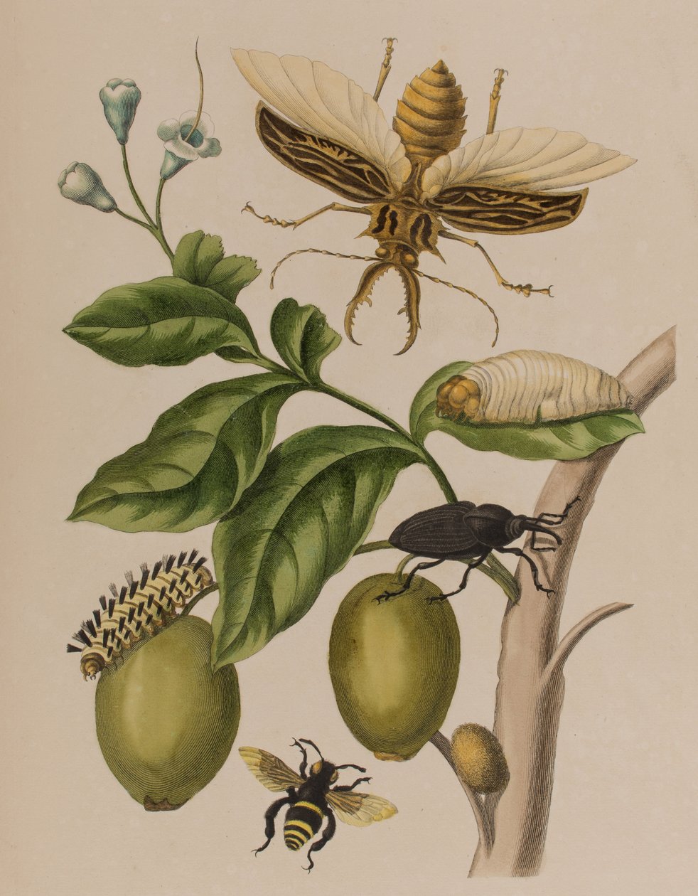 Ilustrace z 