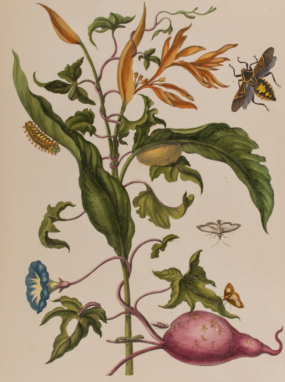 Ilustrace z 
