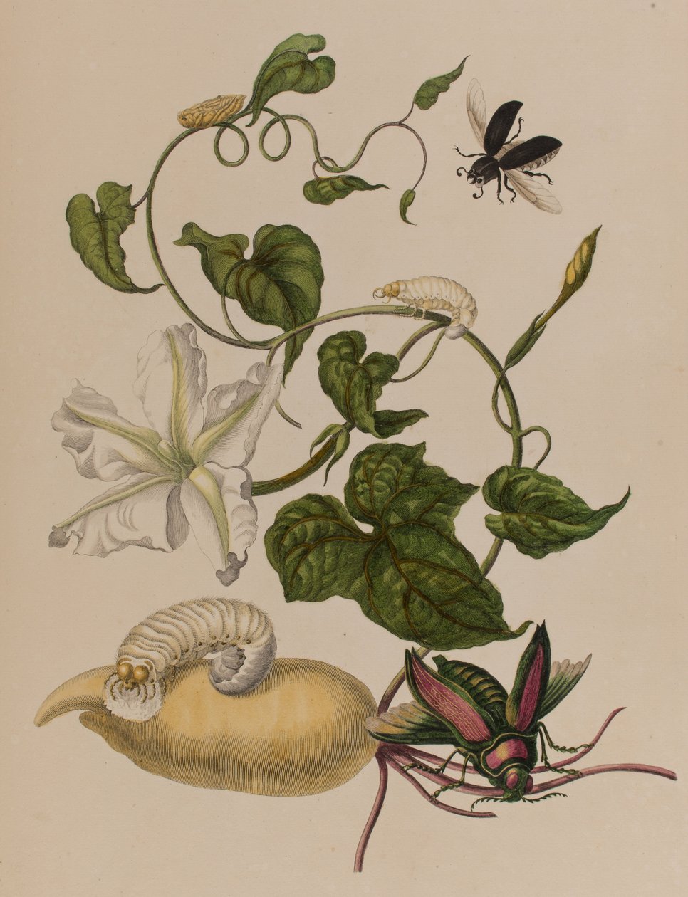 Ilustrace z 