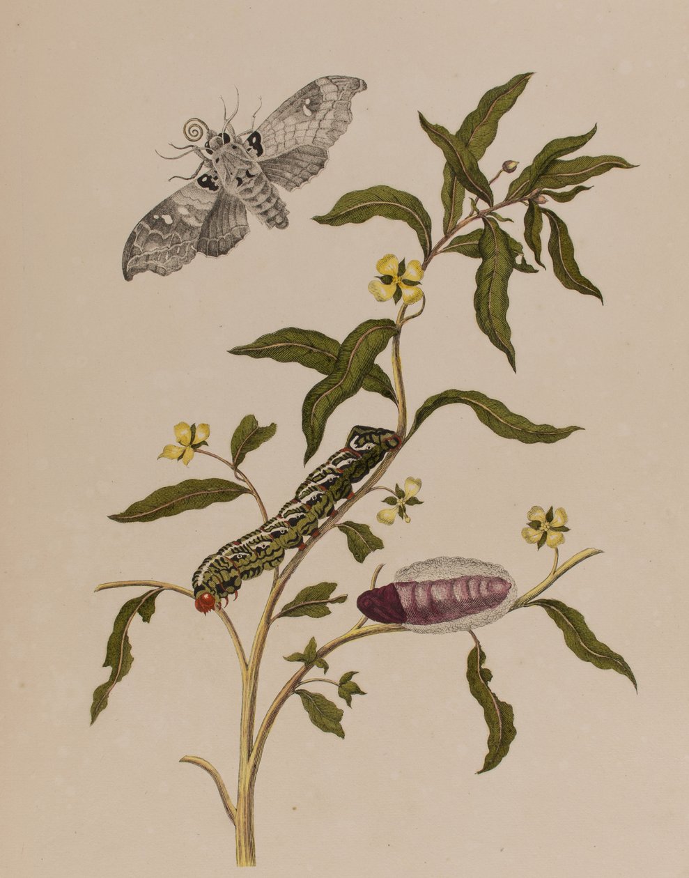 Ilustrace z 