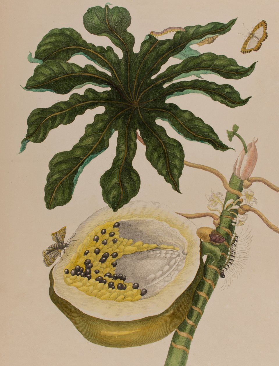 Ilustrace z 