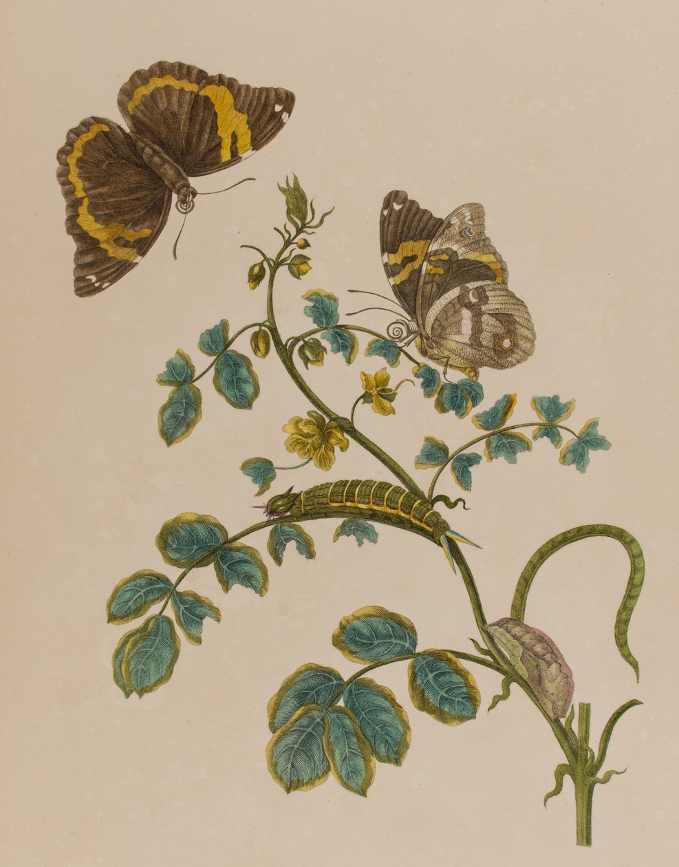 Ilustrace z 