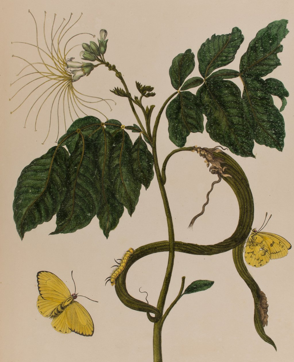 Ilustrace z 