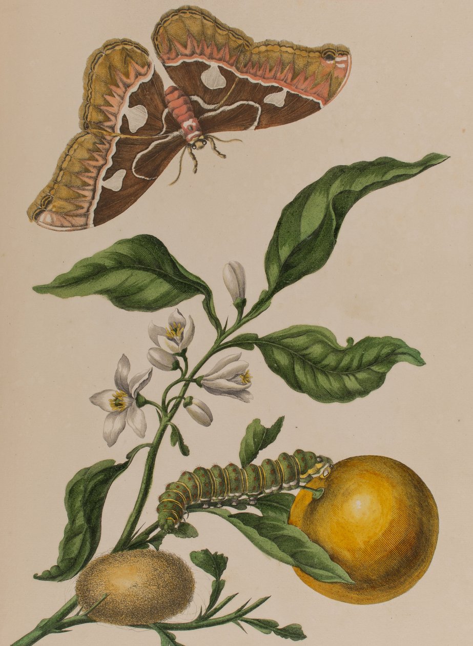 Ilustrace z 