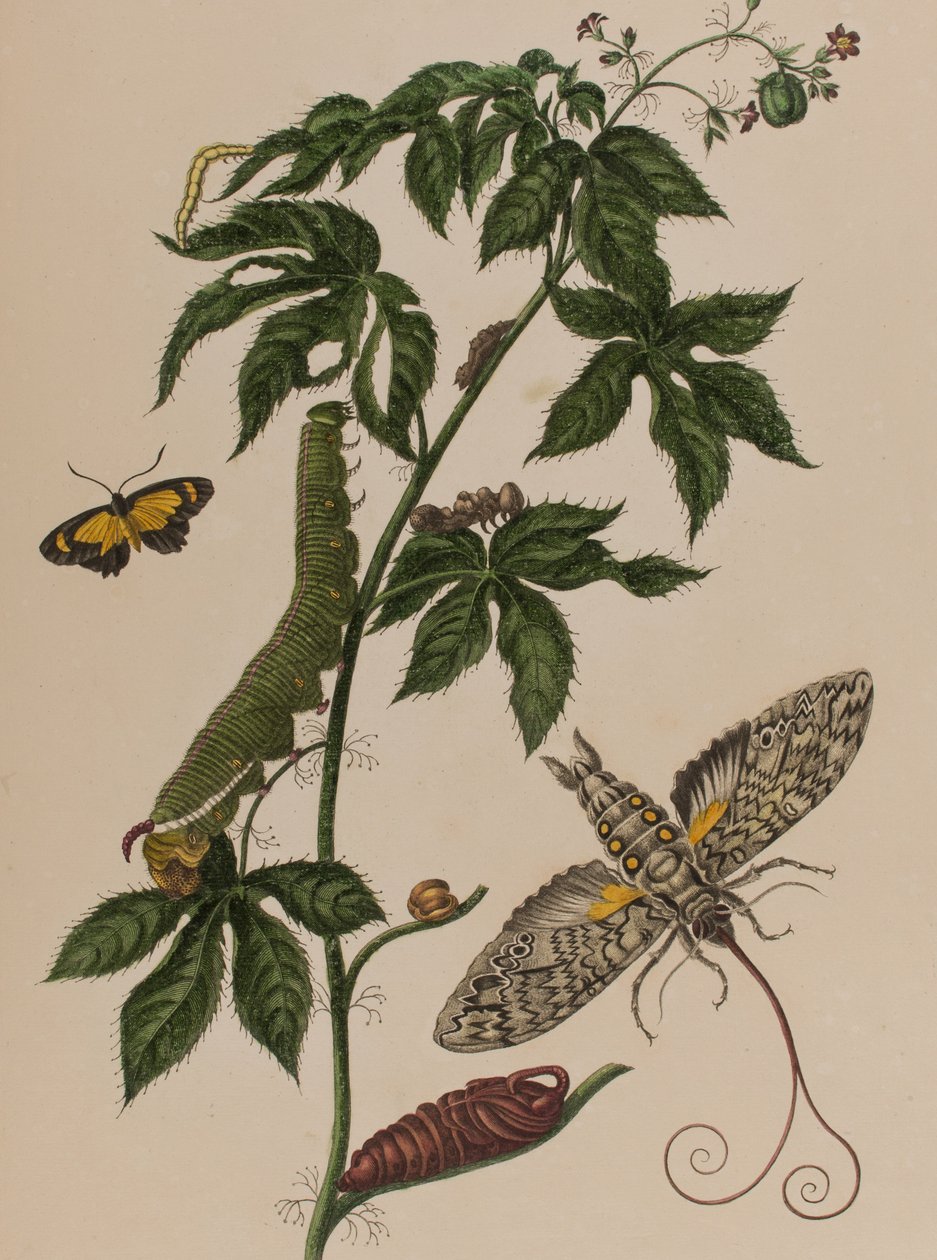 Ilustrace z 