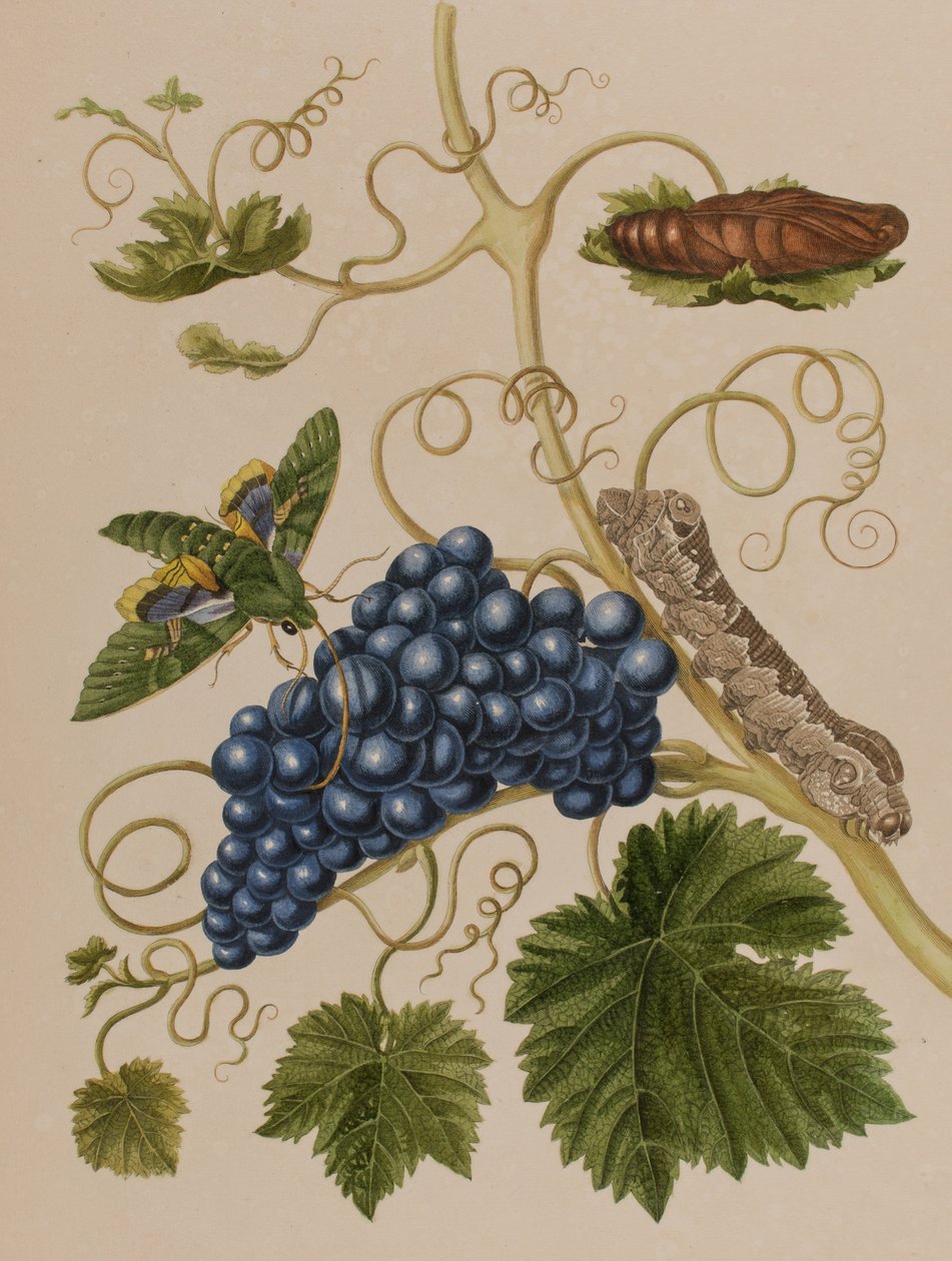 Ilustrace z 