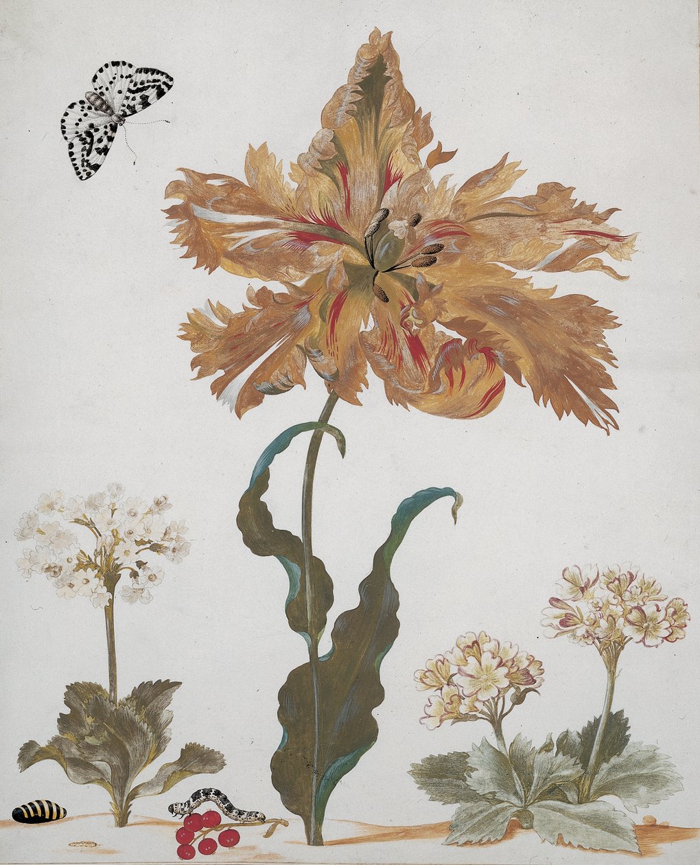 Papoušek tulipán, Auriculas, červený rybíz, s strakou můrou, její housenka a kukla, kolem roku 1670 od Maria Sibylla Merian
