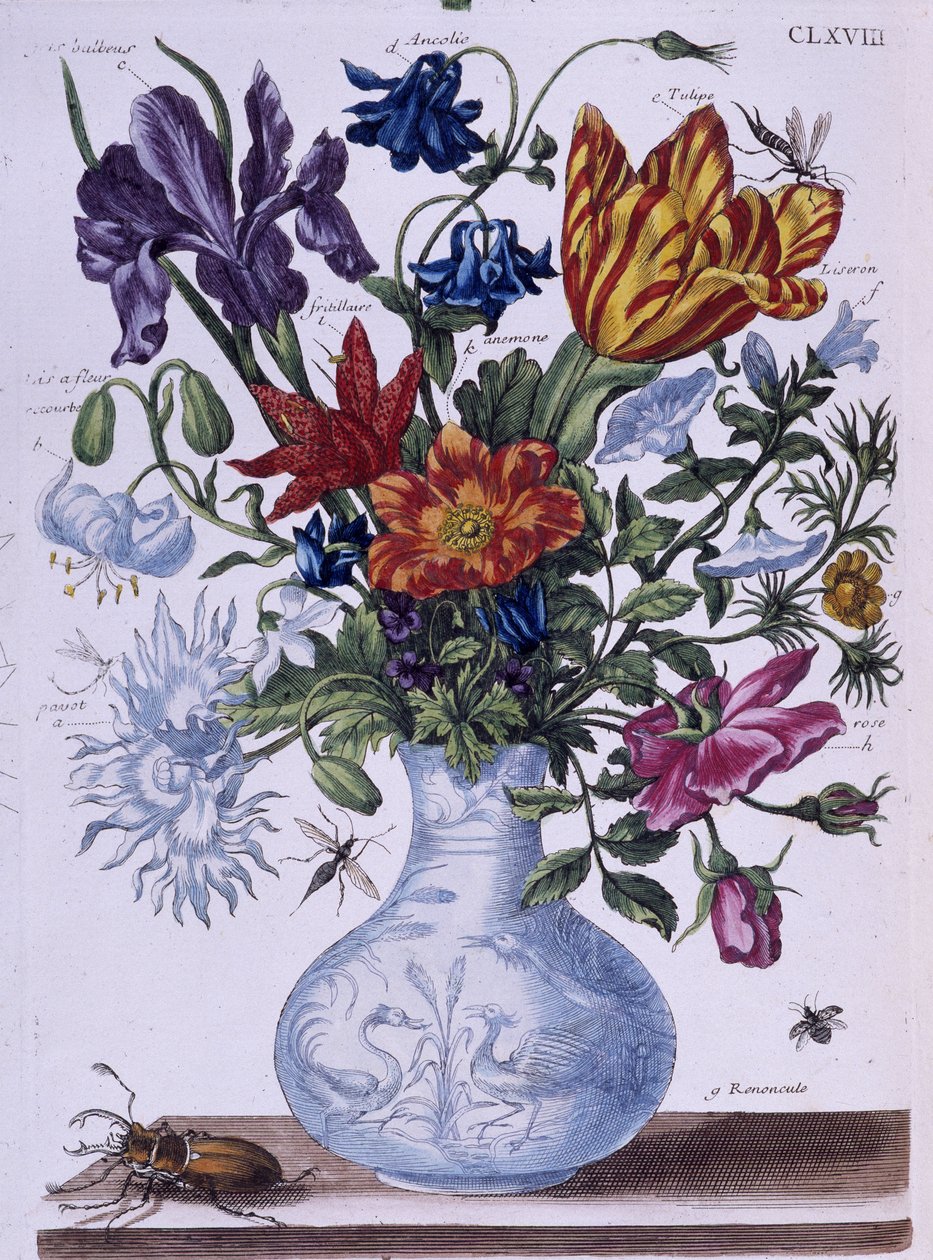 Brouk a různé květiny - dess. od Maria Sibylla Merian, n. d., cca. koncem 18. století od Maria Sibylla Merian