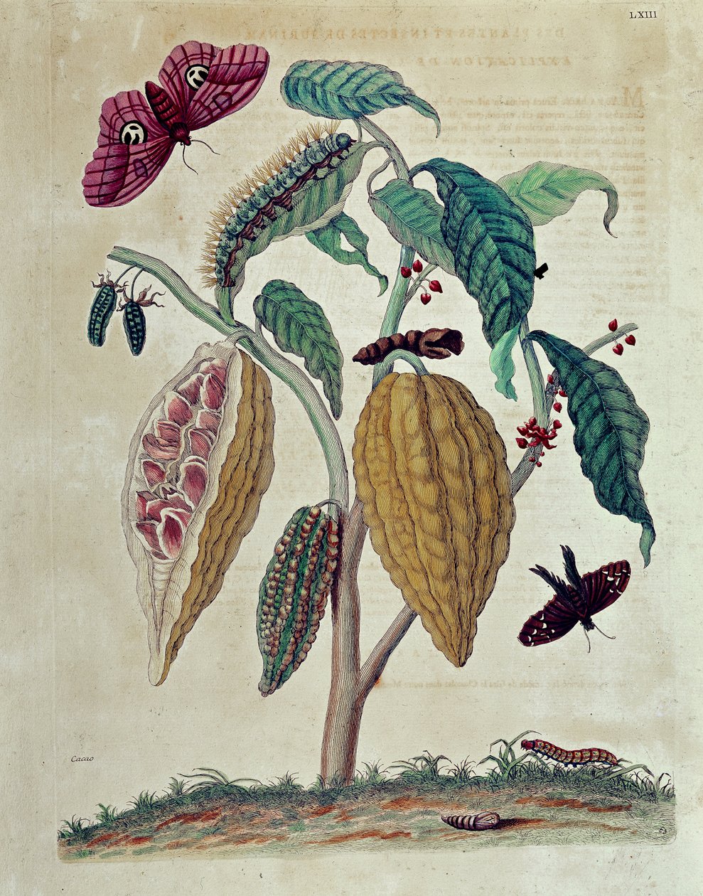 Kakao – v „“Obecné historii hmyzu ze Surinamu a celé Evropy”” od Marie Sibylly Merian od Maria Sibylla Merian