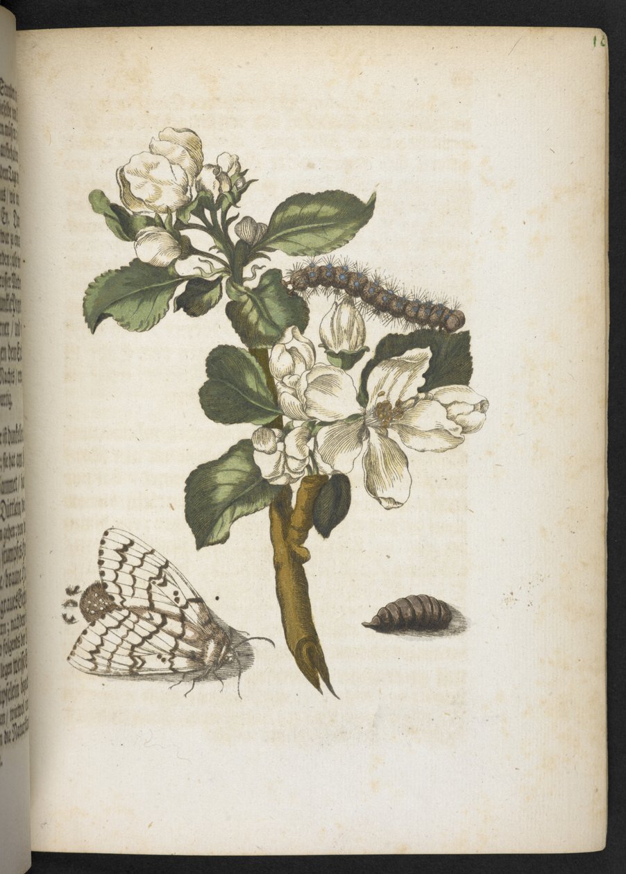 "Nádherná proměna housenek a zvláštní květinová potrava..." od Maria Sibylla Merian