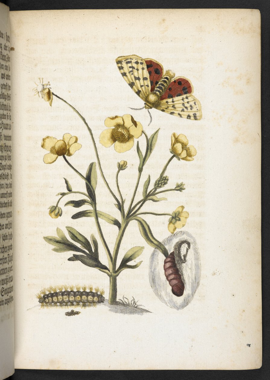 "Nádherná proměna housenek a zvláštní květinová potrava..." od Maria Sibylla Merian