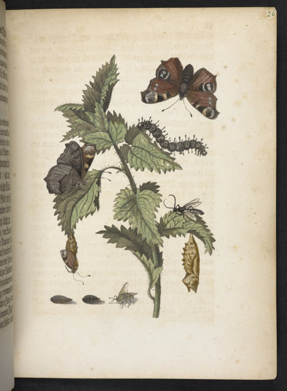"Nádherná proměna housenek a zvláštní květinová potrava..." od Maria Sibylla Merian