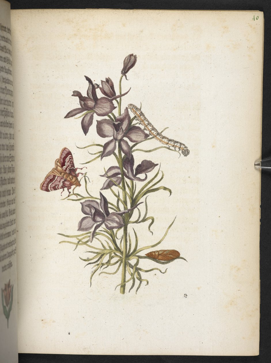 "Nádherná proměna housenek a zvláštní květinová potrava..." od Maria Sibylla Merian
