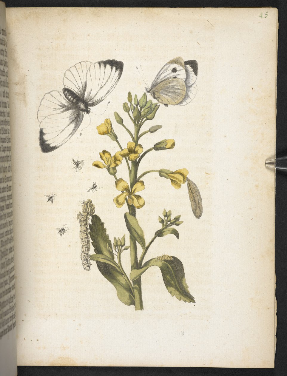 "Nádherná proměna housenek a zvláštní květinová potrava..." od Maria Sibylla Merian