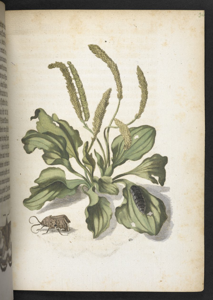 "Nádherná proměna housenek a zvláštní květinová potrava..." od Maria Sibylla Merian