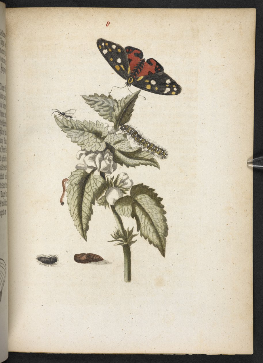 "Nádherná proměna housenek a zvláštní květinová potrava..." od Maria Sibylla Merian
